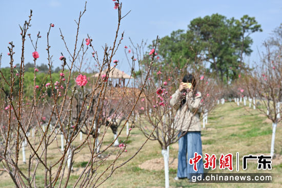 2月7日，2026年广州莲花山桃花文化旅游节在位于广州市的莲花山旅游区正式开幕。新春将至，莲花山旅游区已处处张灯结彩，焕然一新，并推出以花为核心、融合非遗、民俗、园艺的系列新春吉祥打卡景点，为市民游客提供春节出游新选择。图为桃花绽放，吸引游客游园赏花。 陈楚红 摄 